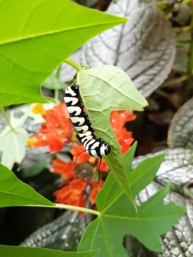 Cahuita Lodge ภายนอก รูปภาพ