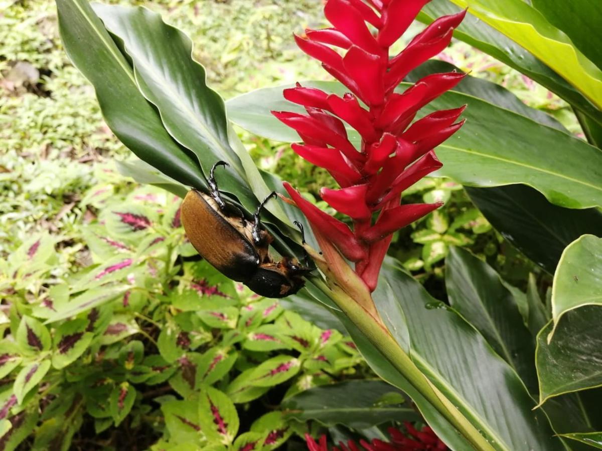 Cahuita Lodge ภายนอก รูปภาพ